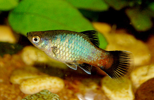 Southern platyfish